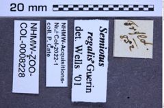 Etikette zu Semiotus regalis (Guérin, 1844) (NHMW-ZOO-COL-0008228)